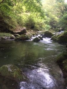 都幾川　渓流釣り　ニジマス